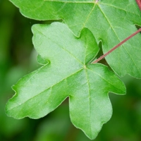 Photo produit - Acer Campestris VL