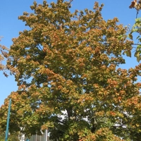 Photo produit - Acer Platanoides I-APL901FR