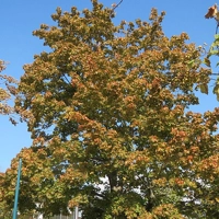 Photo produit - Acer Platanoides