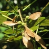 Photo de Acer Pseudoplatanus APS200.