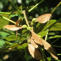 Photo produit - Acer Pseudoplatanus
