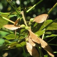 Photo produit - Acer Pseudoplatanus VL