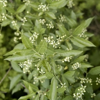Photo produit - Euonymus Europaeus VL