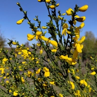 Photo produit - Cytisus Scoparius