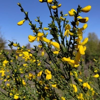 Photo produit - Cytisus Scoparius VL