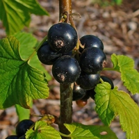 Photo produit - Ribes Nigrum VL