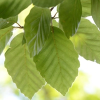 Photo produit - Fagus Sylvatica