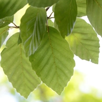 Photo produit - Fagus Sylvatica  FSY102-005