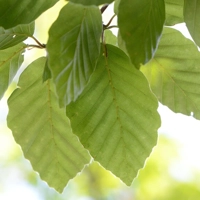 Photo produit - Fagus Sylvatica VL