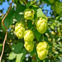Photo produit - Humulus Lupulus G