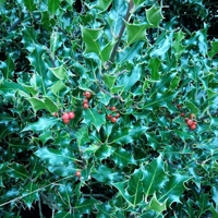 Photo produit - Ilex Aquifolium G