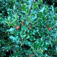 Photo produit - Ilex Aquifolium VL