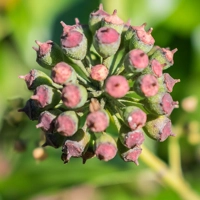Photo produit - Hedera Helix G