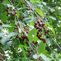Photo produit - Prunus Avium PAV901FR