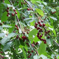 Photo produit - Prunus Avium VL