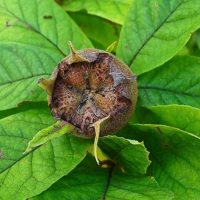 Photo produit - Mespilus Germanica VL