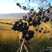 Photo produit - Rhamnus Cathartica VL