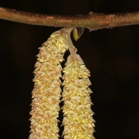 Photo produit - Corylus Avellana