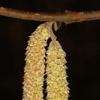 Photo produit - Corylus Avellana VL