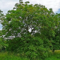 Photo produit - Juglans Regia JRE900 SI France