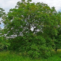 Photo produit - Juglans Regia