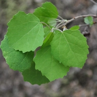 Photo produit - Populus Tremula