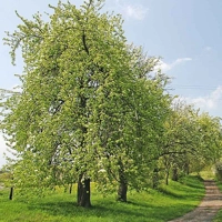 Photo produit - Pyrus Communis VL