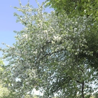 Photo produit - Malus Sylvestris VL