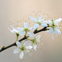 Photo produit - Prunus Spinosa VL
