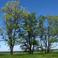 Photo produit - Robinia Pseudoacacia