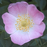 Photo produit - Rosa Canina VL