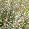 Photo de Salix Arenaria.