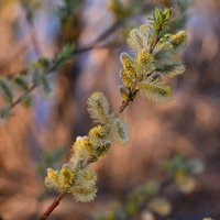 Photo produit - Salix Caprea