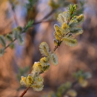 Photo produit - Salix Caprea VL