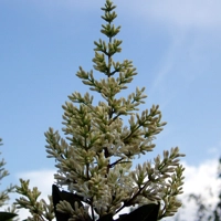 Photo produit - Ligustrum Ovalifolium