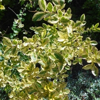 Photo produit - Ligustrum Ovalifollium Aureum