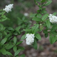 Photo produit - Ligustrum Vulgare VL