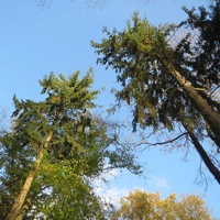 Photo produit - Pseudotsuga Menzeii