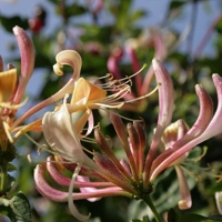 Photo produit - Lonicera Peryclenum