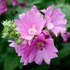 Photo de Lavatera olbia 'rosea'.