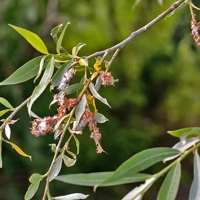 Photo produit - Salix Alba VL
