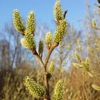 Photo de Salix Cinerea.