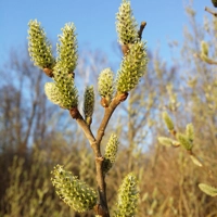 Photo produit - Salix Cinerea