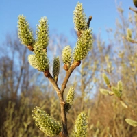 Photo produit - Salix Cinerea VL