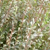 Photo de Salix Arenaria VL.