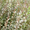 Photo de Arenaria.