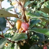 Photo de Elaeagnus compactus.