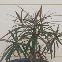 Photo produit - Benjoin