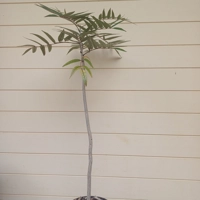 Photo produit - Bois blanc rouge