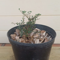 Photo produit - Bois de buis